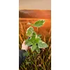 oferowana sadzonka kwitnącej na różowo brugmansji variegata w doniczce