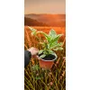 oferowana sadzonka kwitnącej na różowo brugmansji variegata w doniczce