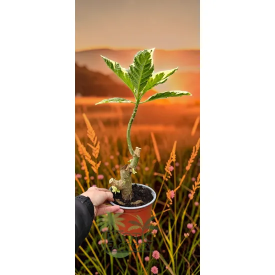 oferowana sadzonka kwitnącej na różowo brugmansji variegata w doniczce
