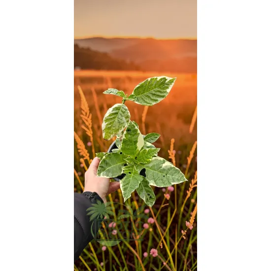 oferowana sadzonka kwitnącej na różowo brugmansji variegata w doniczce