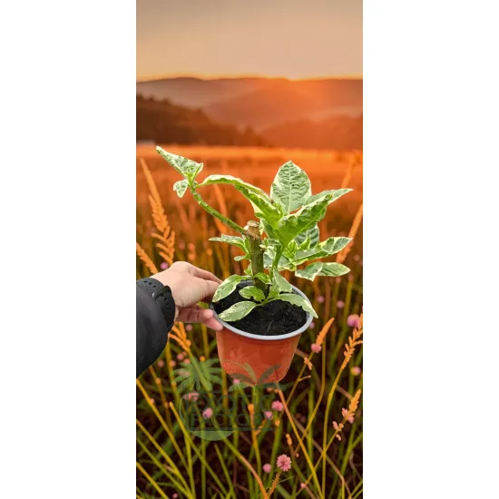oferowana sadzonka kwitnącej na różowo brugmansji variegata w doniczce