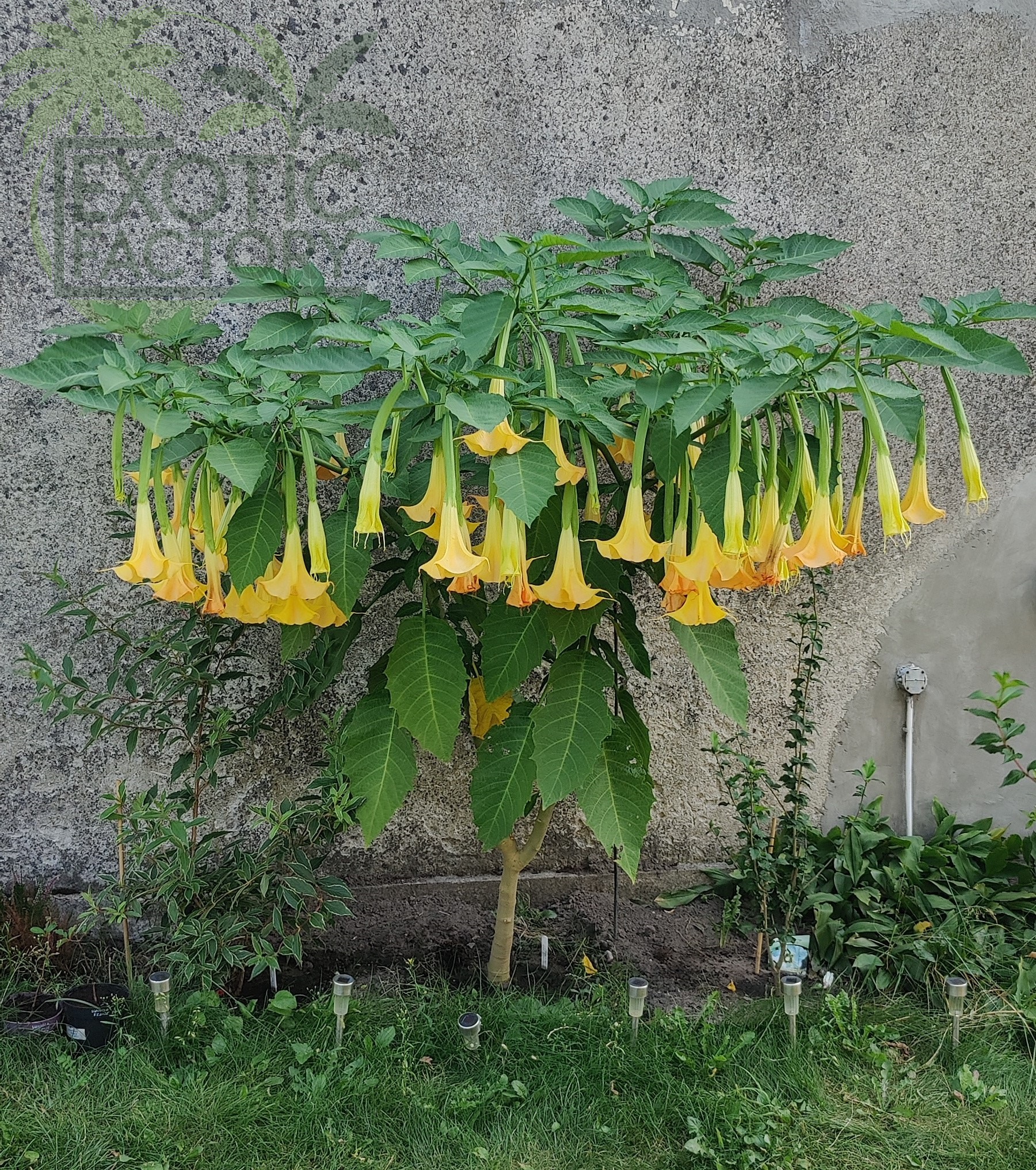 datura drzewiasta rosnąca w gruncie, obsypana obficie żółtymi kwiatami