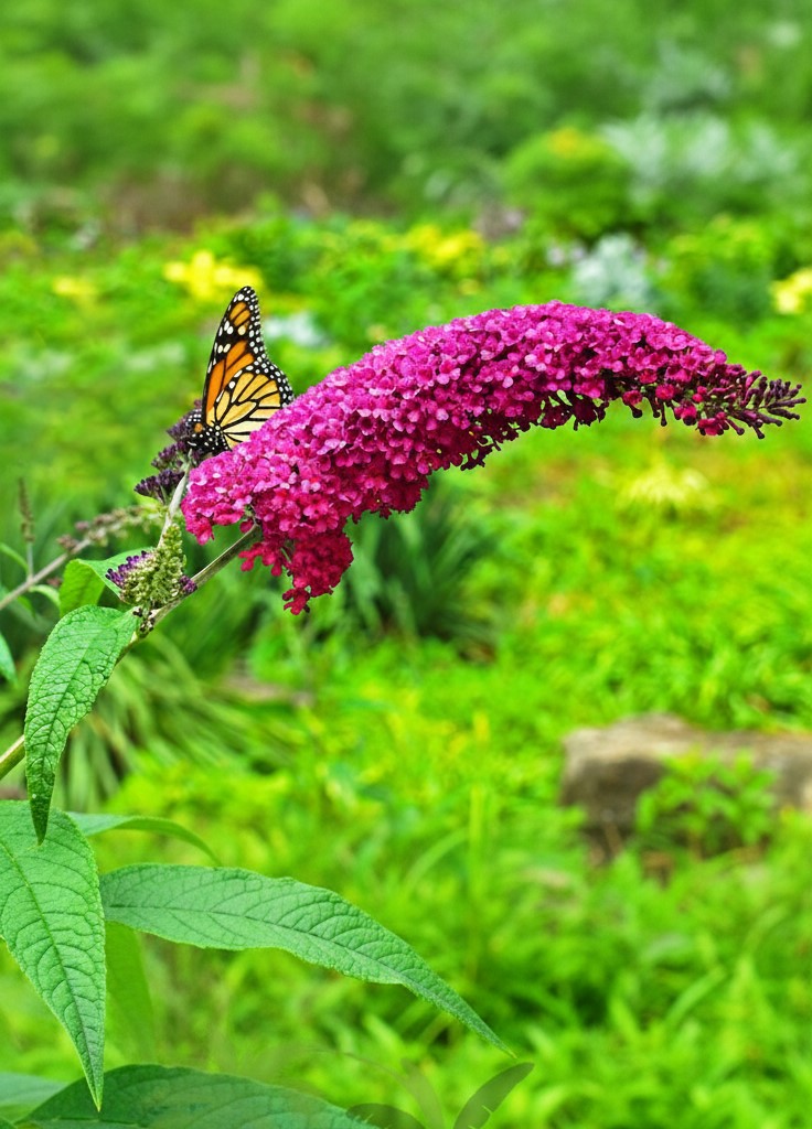 fioletowy kwiatostan budlei dawida nanho purple, na której usiadł barwny motyl