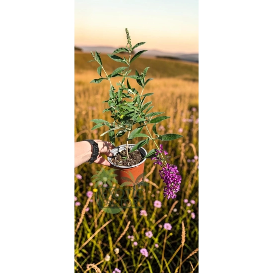 oferowana sadzonka kwitnącej na fioletowo budlei dawida Nanho Purple w doniczce