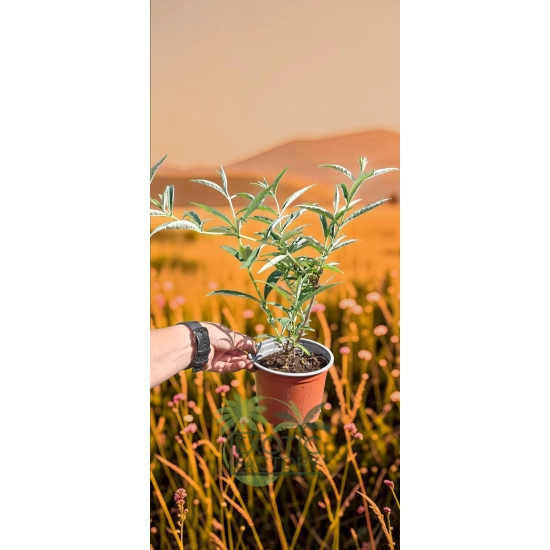 oferowana sadzonka krzewu ozdobnego budlei dawida w doniczce