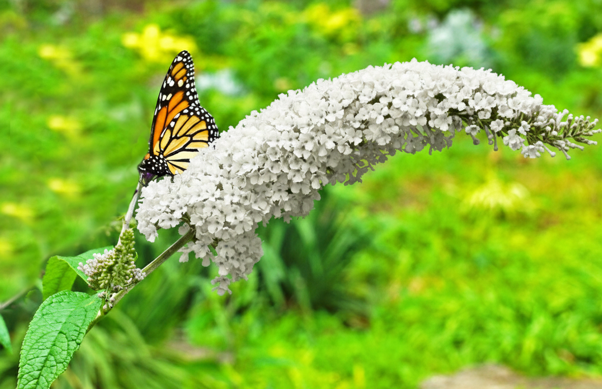 zbliżenie na biały kwiatosta budlei dawida white profusion, na której usiadł barwny motyl