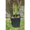 paszport roślin Butia capitata