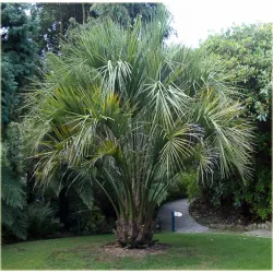 palma mrozoodporna Butia capitata var. odorata w gruncie