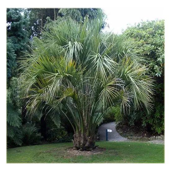 palma mrozoodporna Butia capitata var. odorata w gruncie