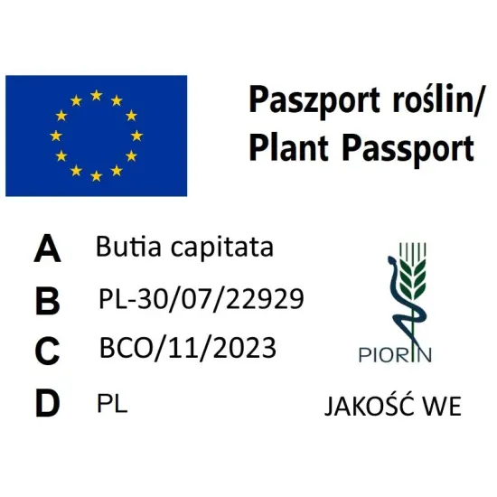 paszport roślin Butia capitata