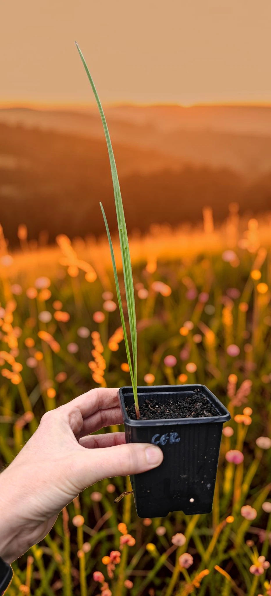 oferowana w sprzedaży internetowej sadzonka palmy mrozoodpornej Chamaerops humilis var. cerifera