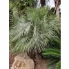 Palma mrozoodporna Chamaerops humilis var. cerifera rosnąca w gruncie