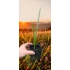 oferowane sadzonki karłatki niebieskiej Chamaerops humilis var. cerifera