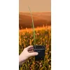 oferowana sadzonka palmy mrozoodpornej Chamaerops humilis var. cerifera w doniczce