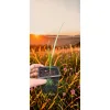 oferowane sadzonki karłatki niebieskiej Chamaerops humilis var. cerifera