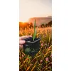 oferowane sadzonki karłatki niebieskiej Chamaerops humilis var. cerifera