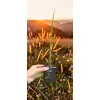oferowane sadzonki karłatki niebieskiej Chamaerops humilis var. cerifera