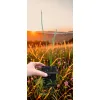 oferowane sadzonki karłatki niebieskiej Chamaerops humilis var. cerifera