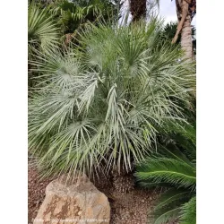Palma mrozoodporna Chamaerops humilis var. cerifera rosnąca w gruncie