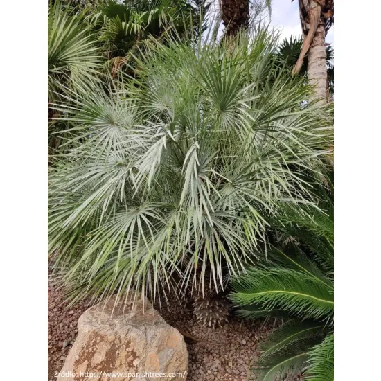 Palma mrozoodporna Chamaerops humilis var. cerifera rosnąca w gruncie