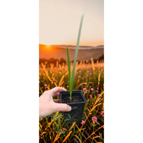 oferowane sadzonki karłatki niebieskiej Chamaerops humilis var. cerifera