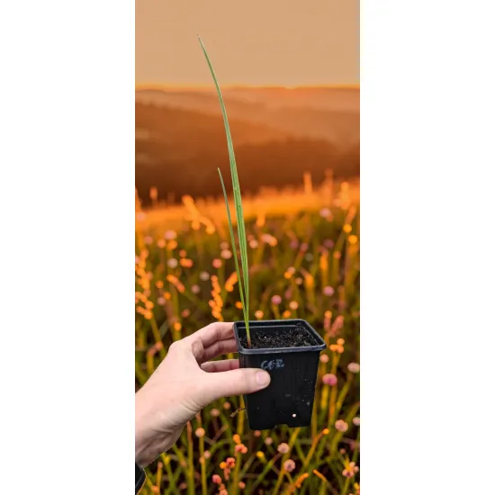 oferowana sadzonka palmy mrozoodpornej Chamaerops humilis var. cerifera w doniczce