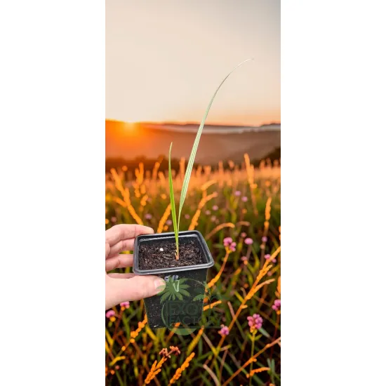 oferowane sadzonki karłatki niebieskiej Chamaerops humilis var. cerifera