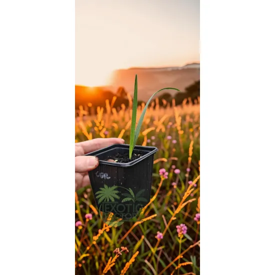 oferowane sadzonki karłatki niebieskiej Chamaerops humilis var. cerifera