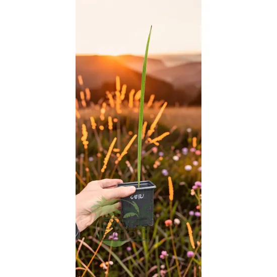 oferowane sadzonki karłatki niebieskiej Chamaerops humilis var. cerifera