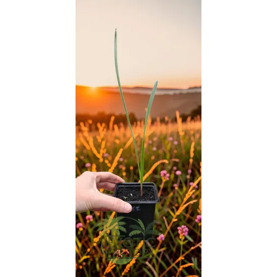 oferowane sadzonki karłatki niebieskiej Chamaerops humilis var. cerifera