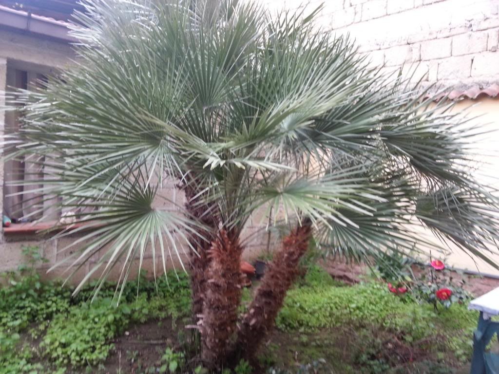 dorosła, wielopienna palma mrozoodporna Chamaerops humilis var. cerifera o srebrzystych liściach rosnąca w gruncie