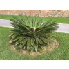 sagowiec cycas revoluta rosnący na trawniku