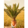 oferowana sadzonka kwiatu Cycas revoluta w doniczce