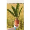 oferowana sadzonka cykasa Cycas revoluta w doniczce