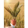 oferowana sadzonka Cycas revoluta do ogrodu