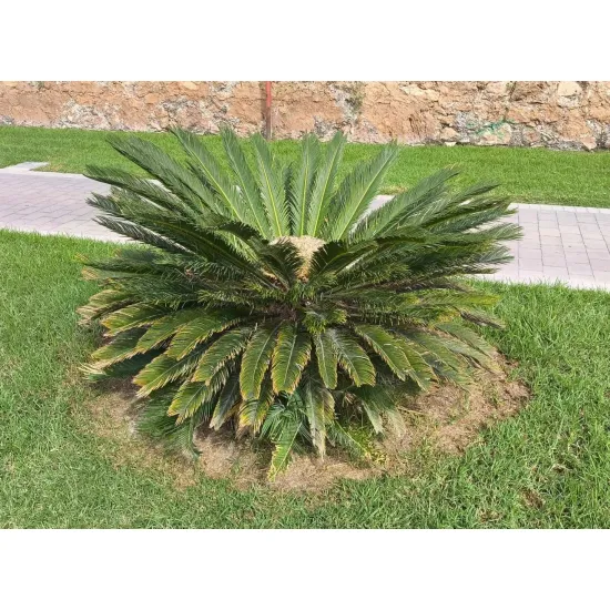 sagowiec cycas revoluta rosnący na trawniku