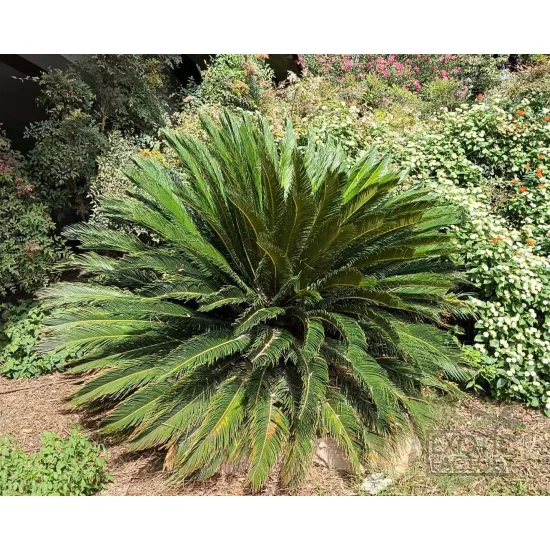 palma cykas sagowiec w naturalnym środowisku