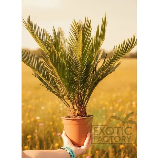oferowana sadzonka kwiatu Cycas revoluta w doniczce