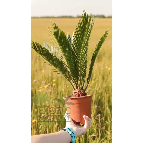 oferowana sadzonka cykasa Cycas revoluta w doniczce