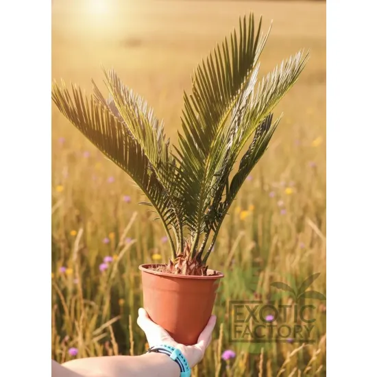 oferowana sadzonka Cycas revoluta do ogrodu