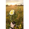 oferowana w sprzedaży sadzonka jesiennej chryzantemy do ogrodu