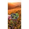 oferowana w sprzedaży sadzonka chryzantemy zimującej