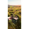 oferowana sadzonka hortensji bukietowej diamant rouge w doniczce
