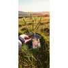 oferowana sadzonka hortensji bukietowej diamant rouge w doniczce
