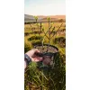 oferowana sadzonka hortensji bukietowej diamant rouge w doniczce