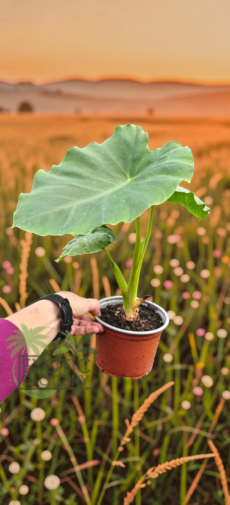 oferowana w sprzedaży internetowej sadzonka colocasia esculenta w donicy