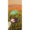 oferowana sadzonka Colocasia esculenta w doniczce