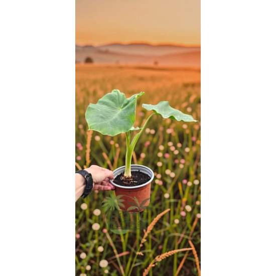 sadzonka Colocasia esculenta w doniczce
