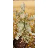 oferowana sadzonka Eucalyptus Cinerea