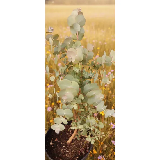 oferowana sadzonka Eucalyptus Cinerea
